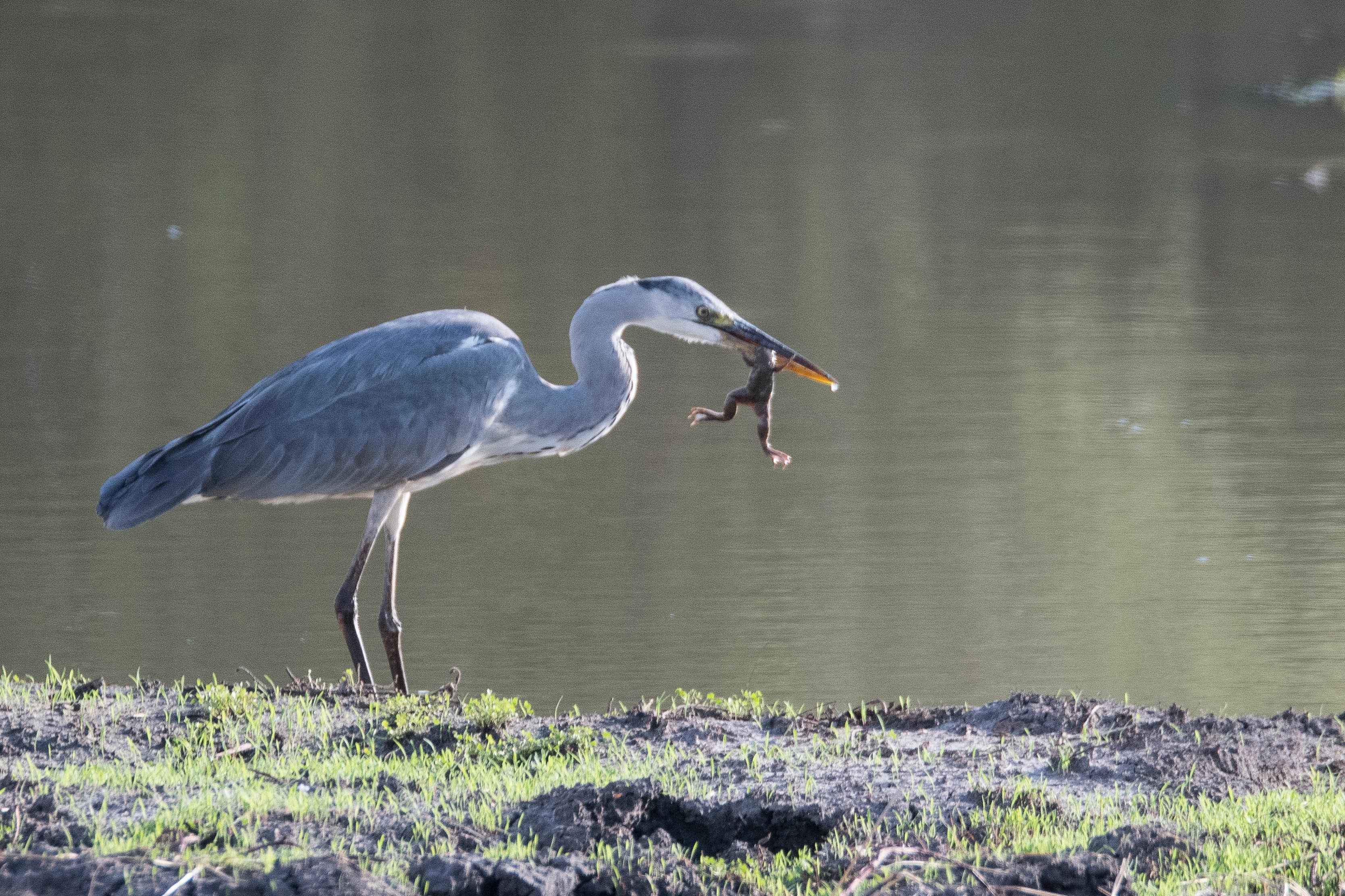 Héron cendré (Grey heron, Ardea cinerea), immature de 1er hiver venant de capturer une grenouille, Chobe National Park, Botswana.